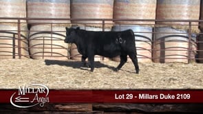 Lot #29 - MILLARS DUKE 2109