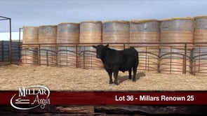 Lot #36 - MILLARS RENOWN 25