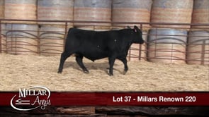 Lot #37 - MILLARS RENOWN 220