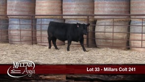 Lot #33 - MILLARS COLT 241