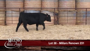 Lot #38 - MILLARS RENOWN 231