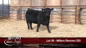 Lot #39 - MILLARS RENOWN 233