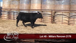 Lot #49 - MILLARS RENOWN 2176