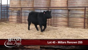 Lot #40 - MILLARS RENOWN 255