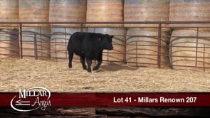 Lot #41 - MILLARS RENOWN 207