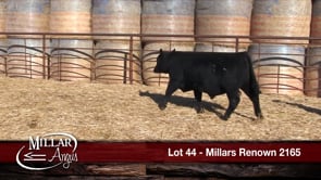 Lot #44 - MILLARS RENOWN 2165