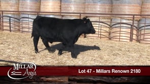 Lot #47 - MILLARS RENOWN 2180