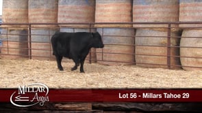 Lot #56 - MILLARS TAHOE 29