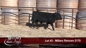 Lot #43 - MILLARS RENOWN 2170