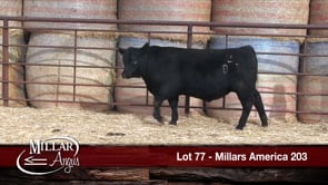 Lot #77 - MILLARS AMERICA 203