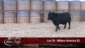 Lot #78 - MILLARS AMERICA 23