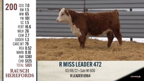 Lot #200 - R MISS LEADER 472