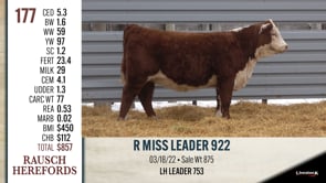 Lot #177 - R MISS LEADER 922