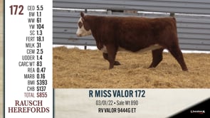 Lot #172 - R MISS VALOR 172