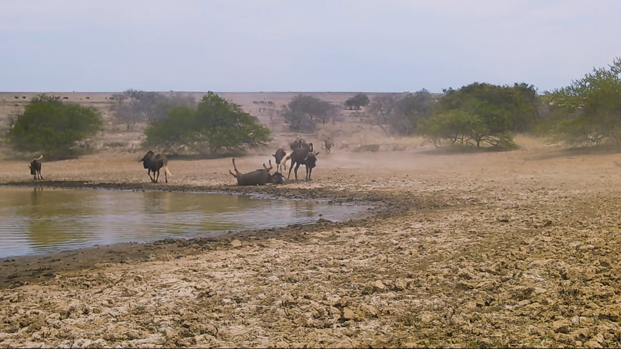 Black Wildebeest