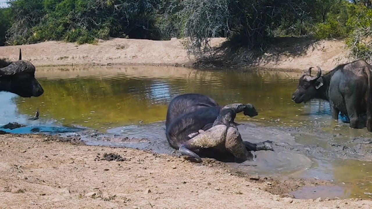 Buffalo rolling in mud