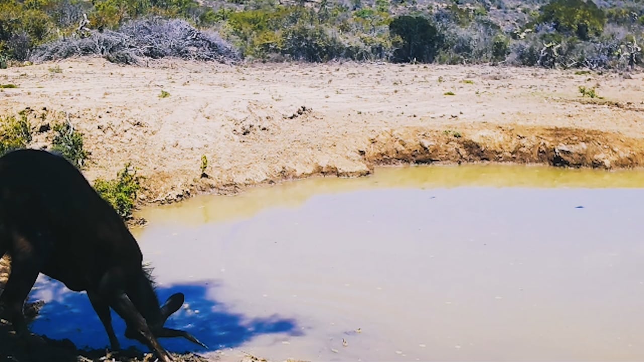 Cape Bushbuck
