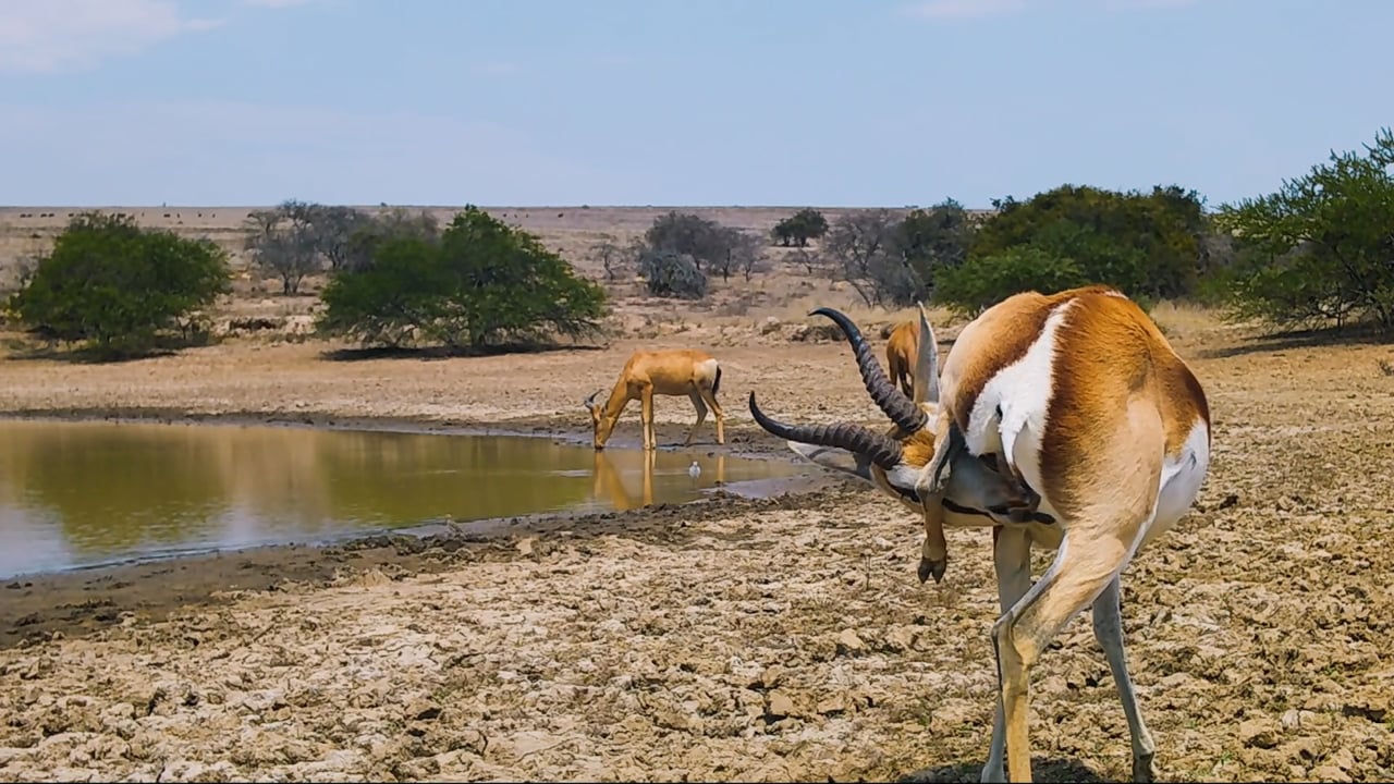 Springbok itch