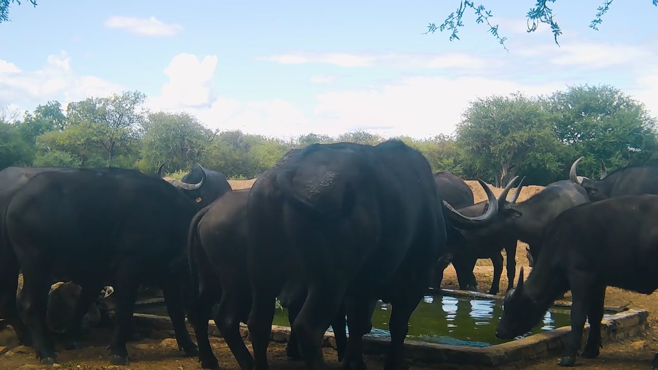 Buffalo herd