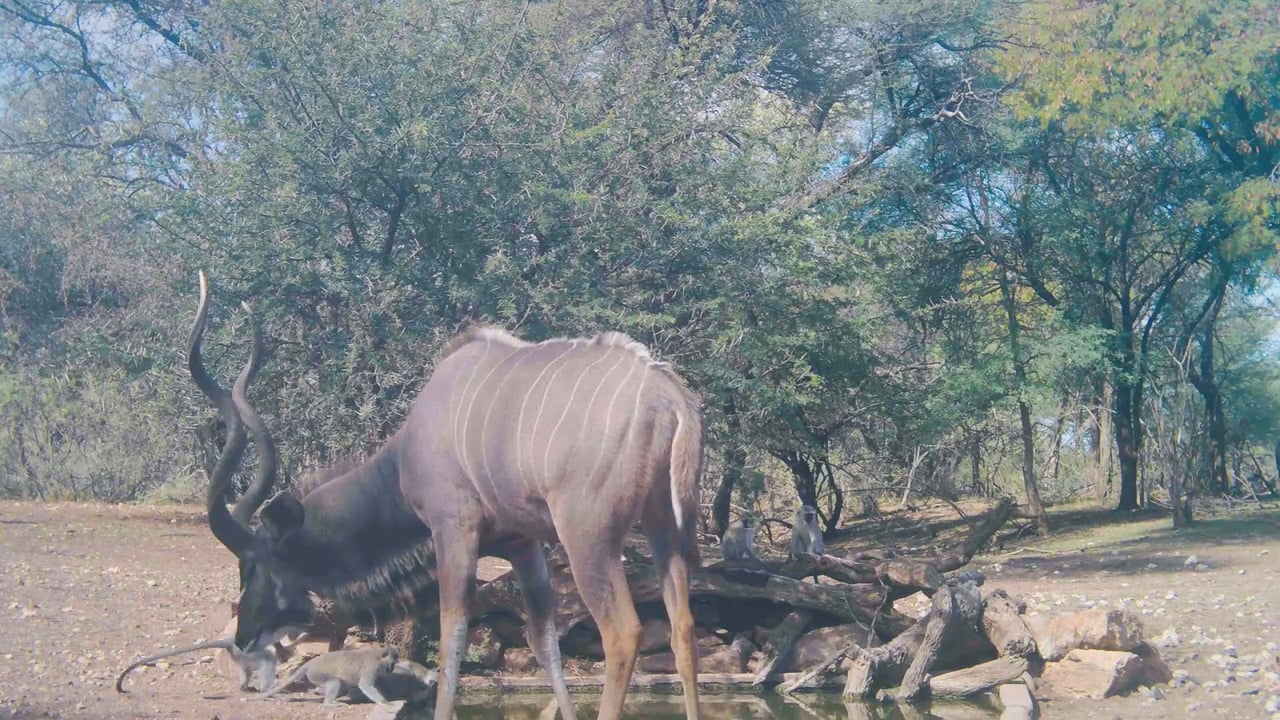 Kudu itch