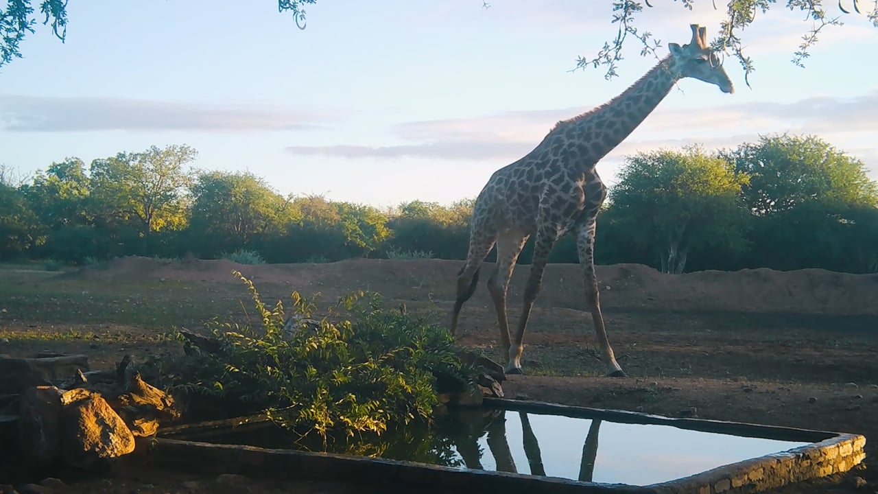 Giraffe at sunrise