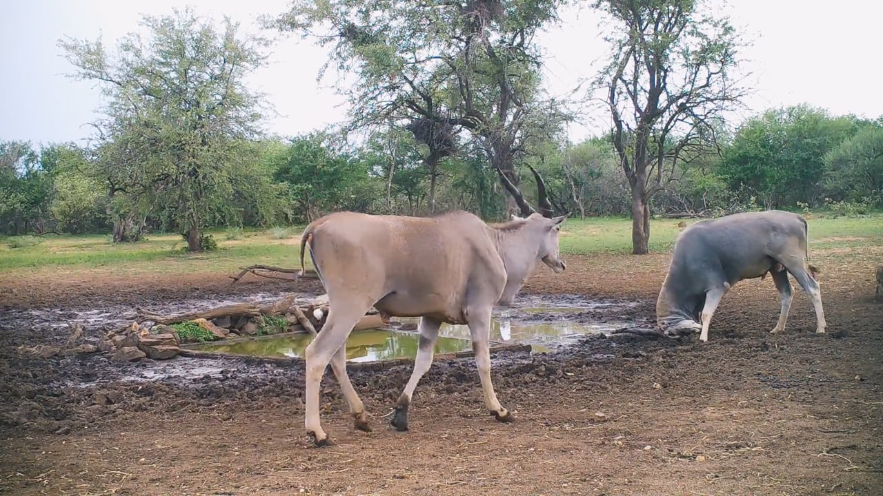 Eland rubbing horns