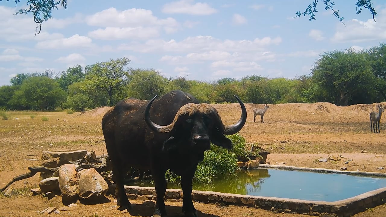 Big Buffalo