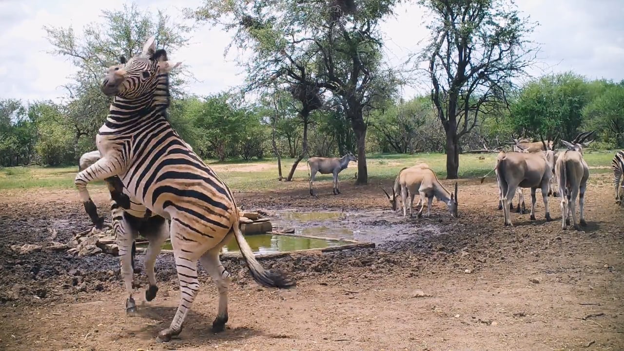 Zebra fight