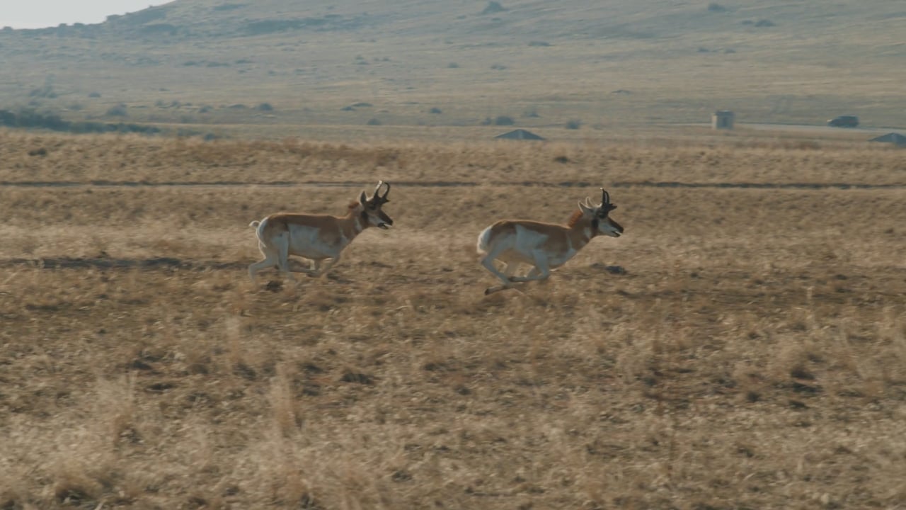 Pronghorn chase