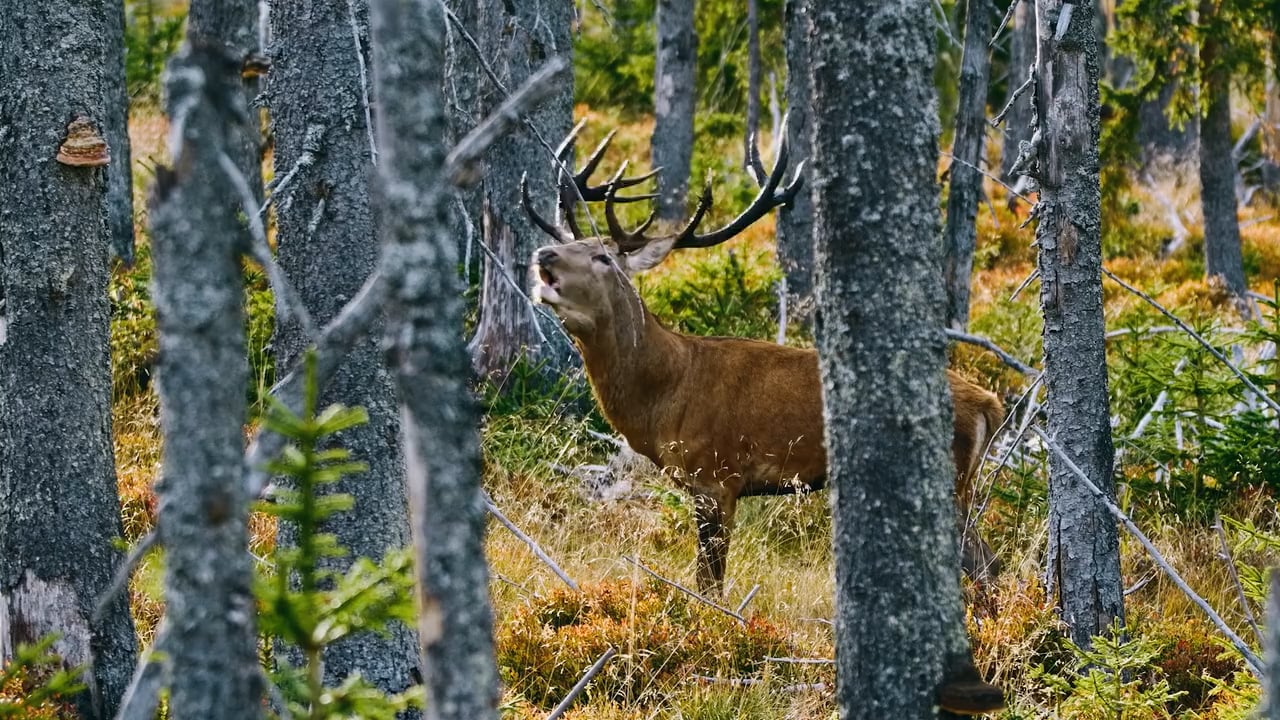 Red Deer