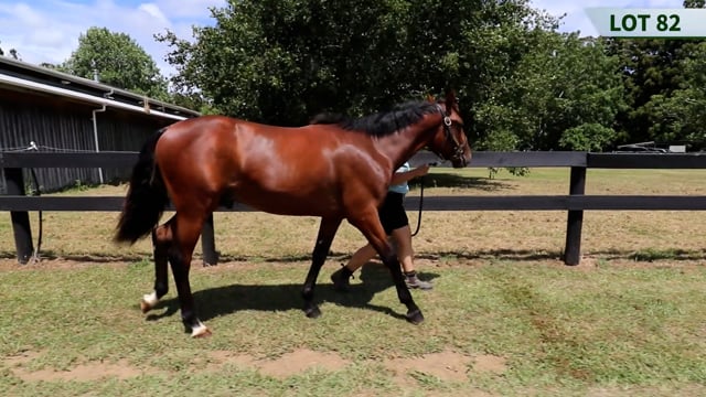 Lot 82