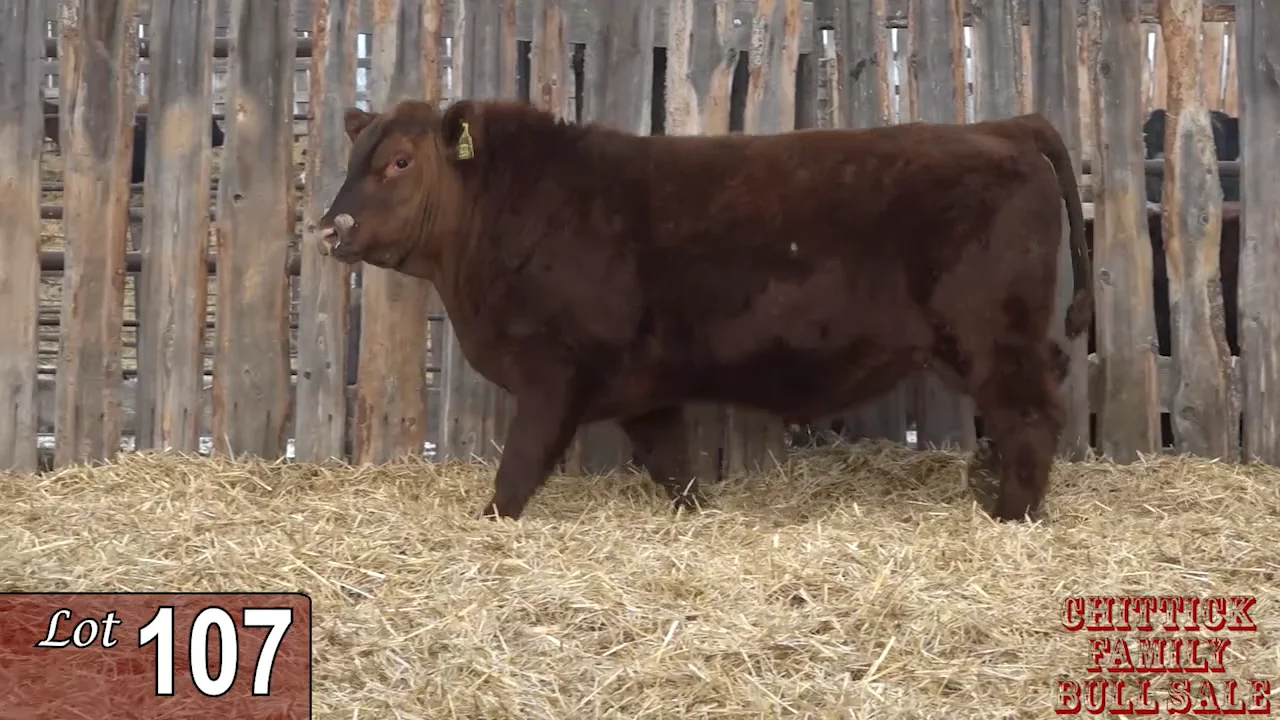 Lot 107 - Chittick Bull Sale 2023.mp4 on Vimeo