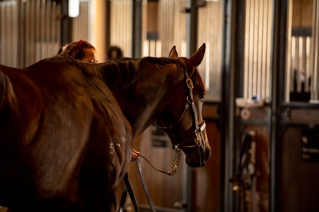 2023 The Chairman's Sale - Entries now open!