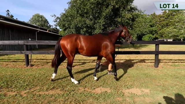 Lot 14