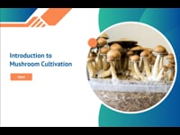Mushroom Cultivation Basics