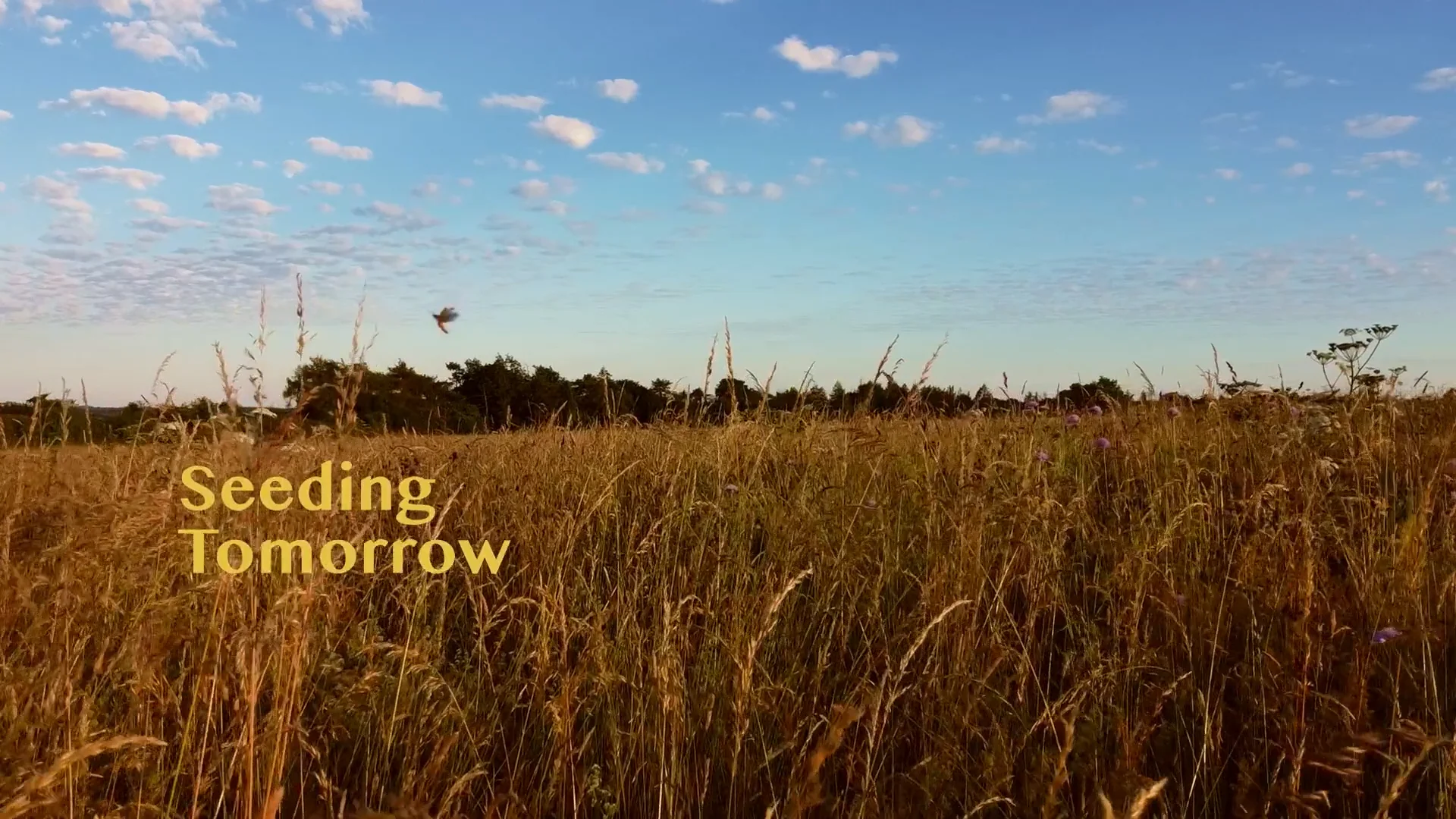 Seeding Tomorrow