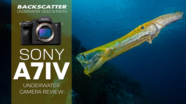 Nikon Z 8 Underwater Camera Review - Underwater Photography - Backscatter