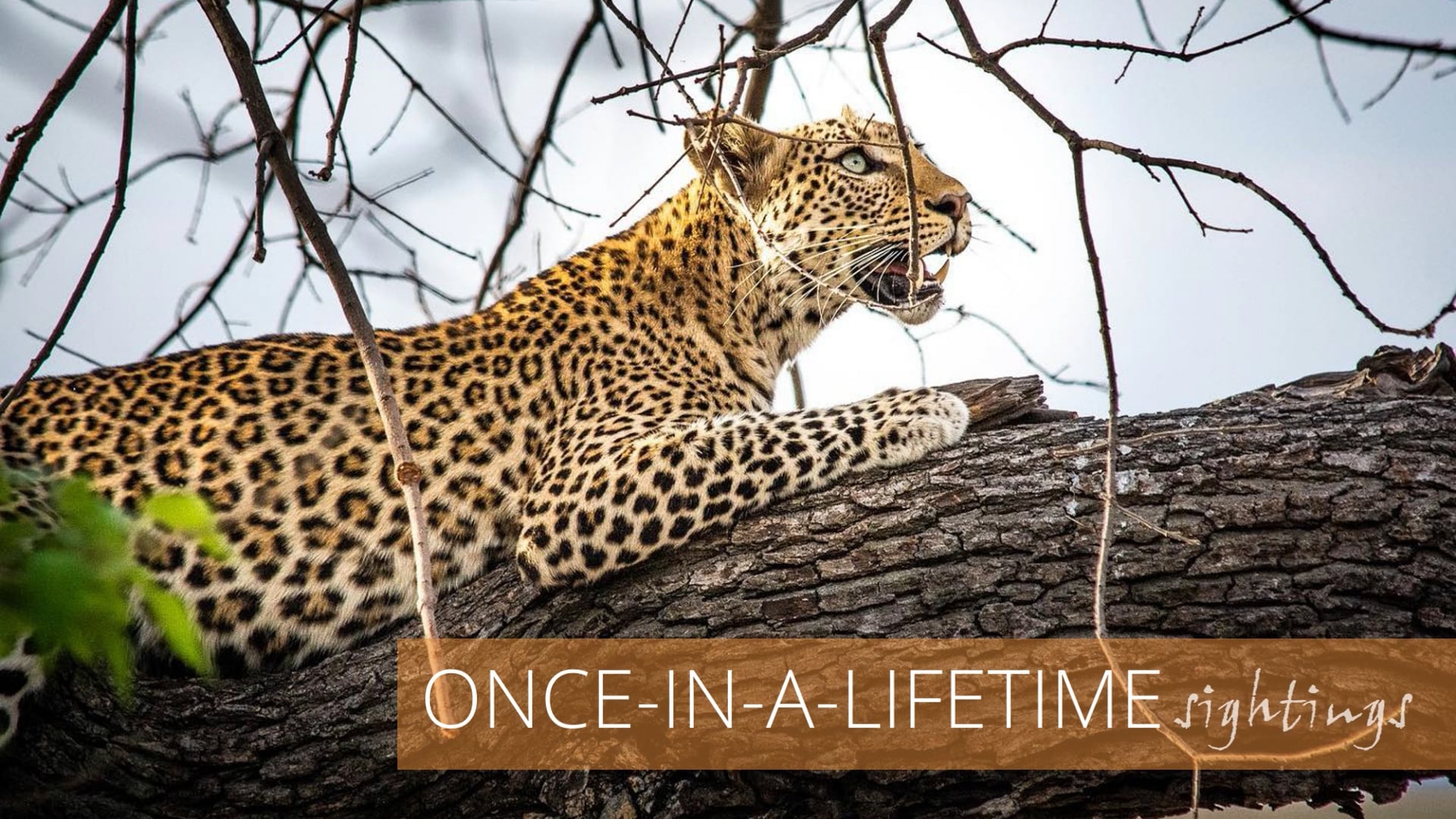 Welcome to Chobe! Let's explore v3 on Vimeo