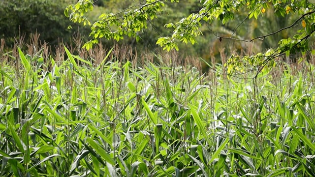 Field, Plants, Vegetation. Free Stock Video - Pixabay