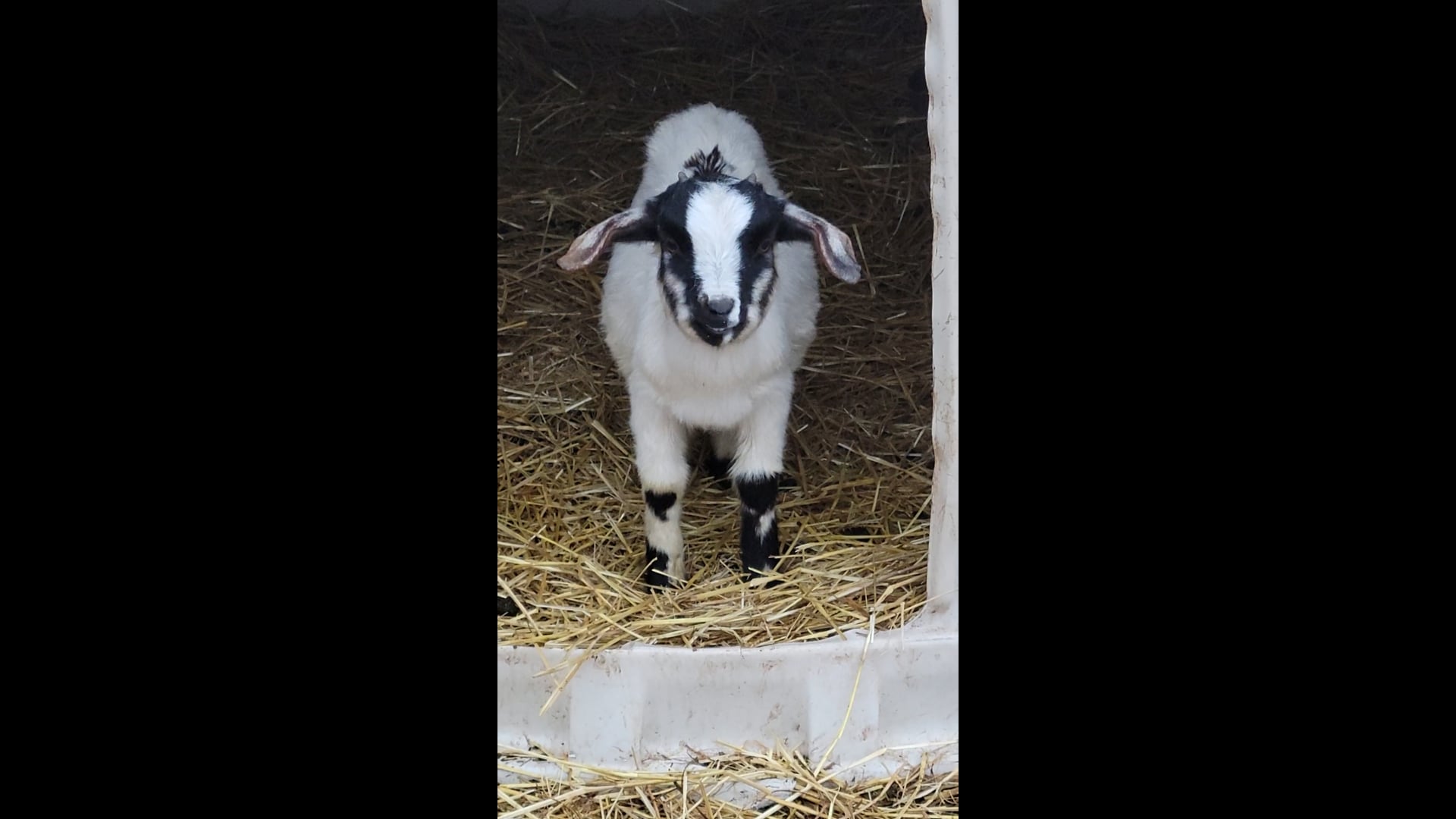 Glorious Goat Ranch Goat, Goat Rental