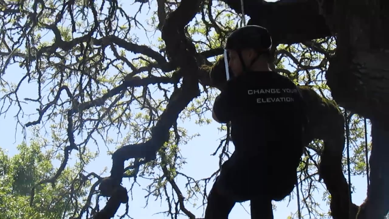 About Reno Tree Service