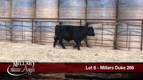 Lot #6 - MILLARS DUKE 266