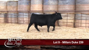 Lot #9 - MILLARS DUKE 239