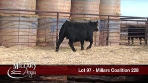 Lot #97 - MILLARS COALITION 228