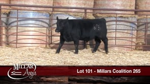 Lot #101 - MILLARS COALITION 265