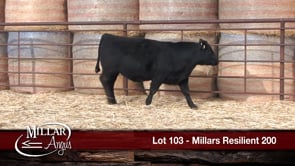 Lot #103 - MILLARS RESILIENT 200