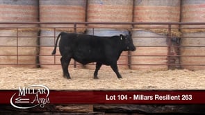 Lot #104 - MILLARS RESILIENT 263