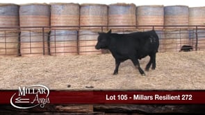 Lot #105 - MILLARS RESILIENT 272