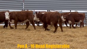 Lot #270 - Lot 270