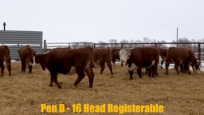 Lot #254 - Lot 254